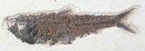 Knightia Fossil Fish - inch Layer #29496-1